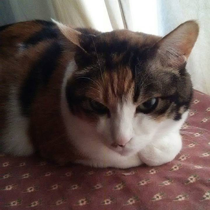 Fe484b7b b282 4185 9dac 3c5ce60bc3f3