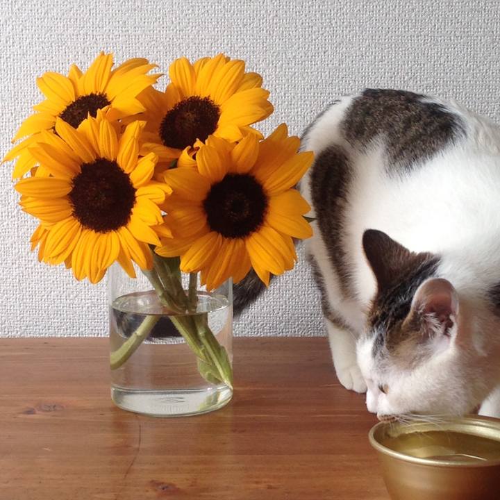 Fe4be0c4 414b 4044 bf99 cbf835b07919