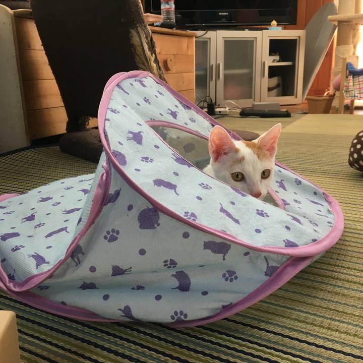 Fe58d2d4 f309 42d4 b1e0 8754ccdedaf5