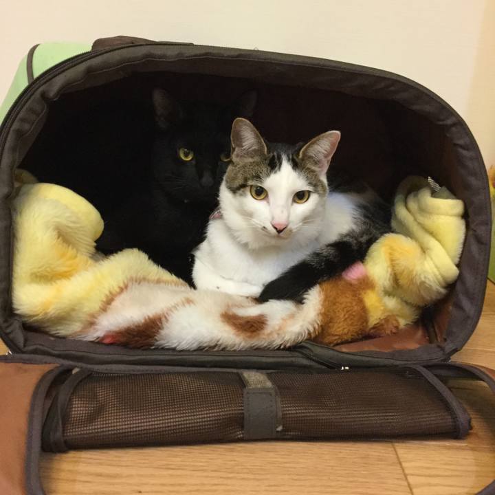 Fe59d3ab 1c47 4377 b378 b35276216ace