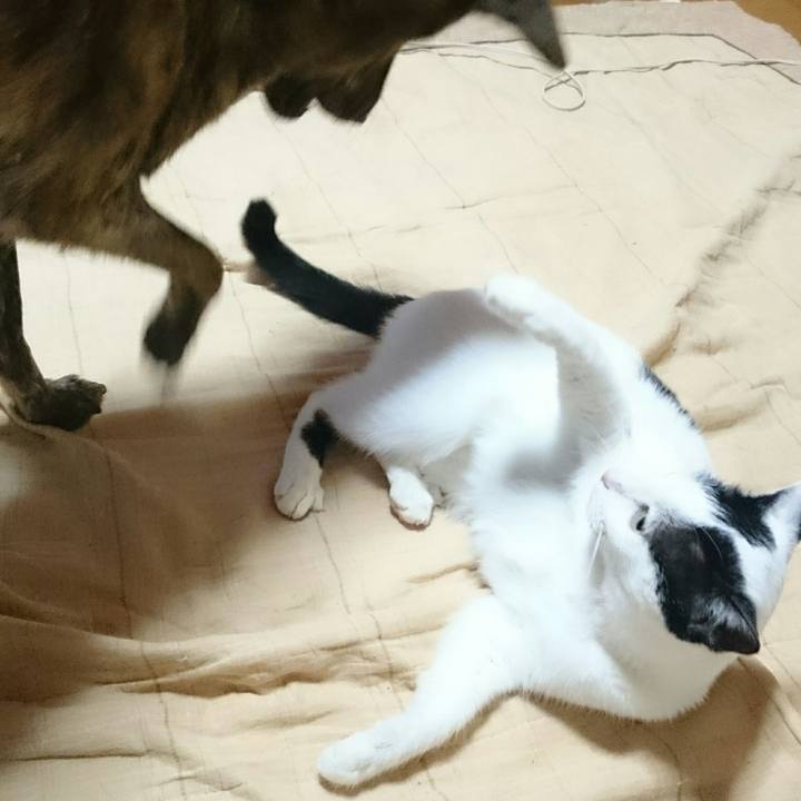 Fe6deeae 9472 4935 9292 224483aadee1