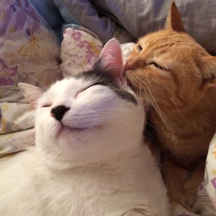 Fe718721 ccf0 4b35 b5b3 af54b2da82a1