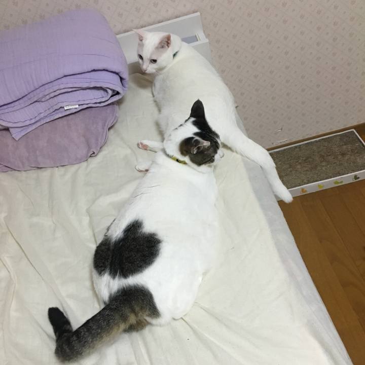 Fe722ab8 d731 43c1 a743 1da8972ef744