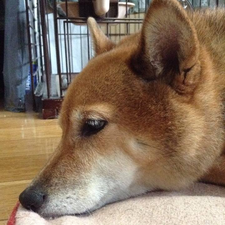 Fe745c79 c6de 4582 b2a0 fe29d6698dd2