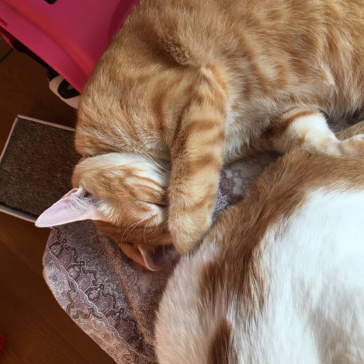 Fe7cd14c 2b20 47ce 9c9b ec53a4f02253