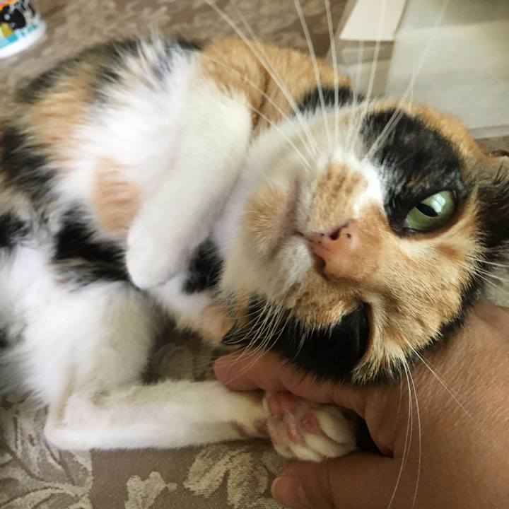 Fe7d2603 1504 4a28 9954 19cf0ac78e8a