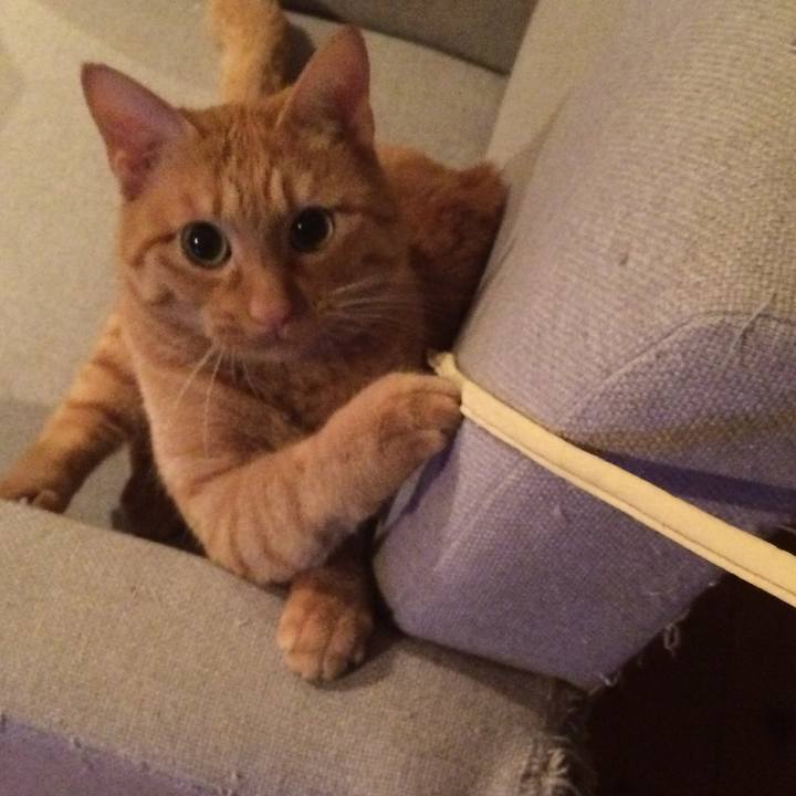 Fe836976 3e53 4f0b 8484 3e5a825c70a0