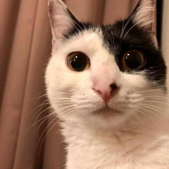 Fe8bfaff 68b8 4ace 85a4 84b192f381c3