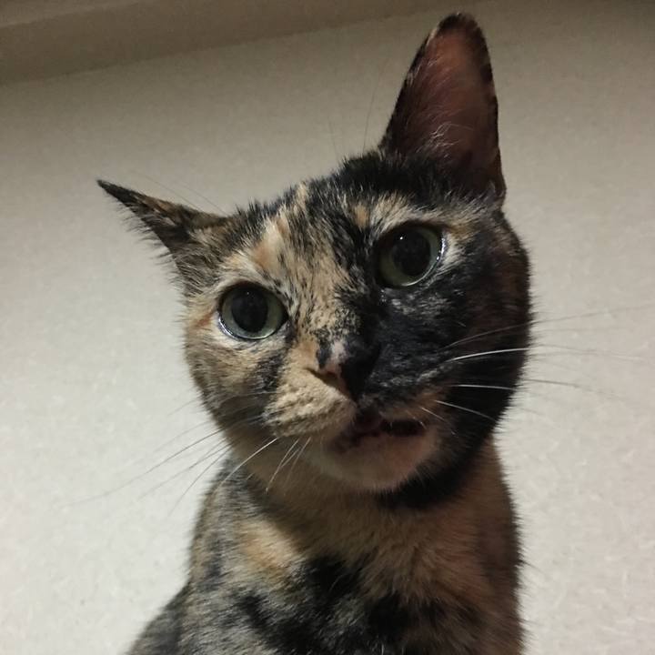 Fe9cf13c 6a12 4eff 8c69 8c21dfe39154