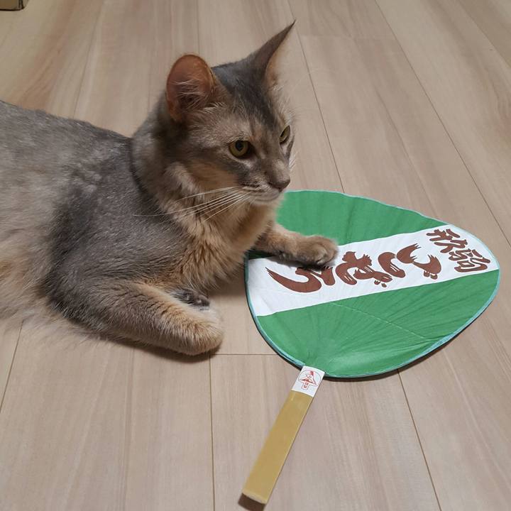 Fea1010e 17aa 4eb6 b17e 01a78b00a314