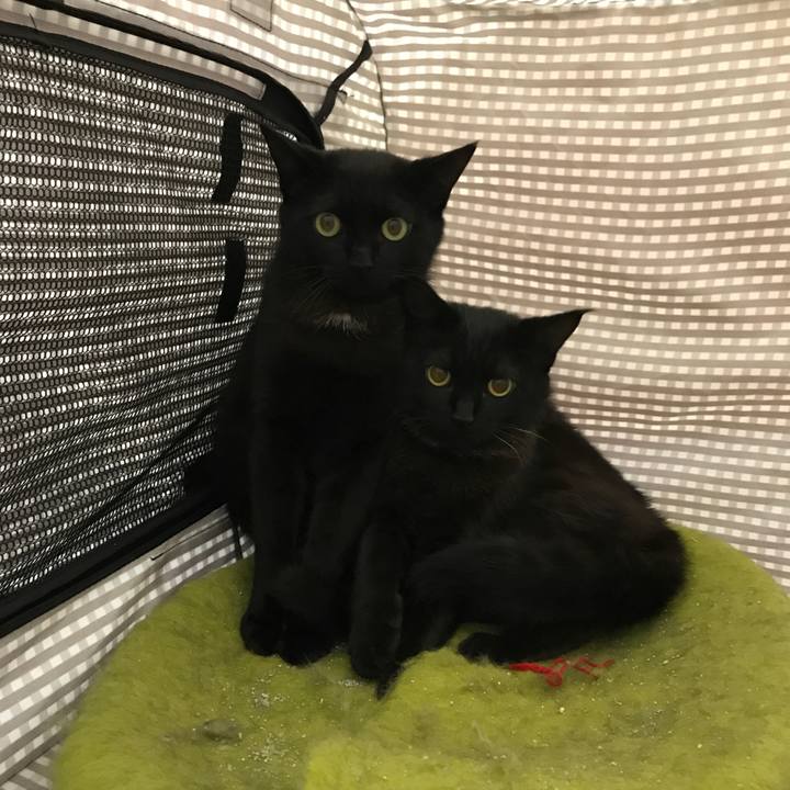 Fea432cf 1258 41e1 be41 b7a3db379284