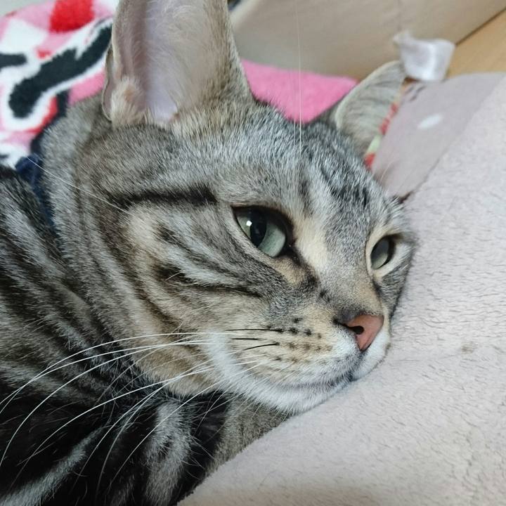 Fea8683b ec4c 4be3 8817 c64c3c20ecf6