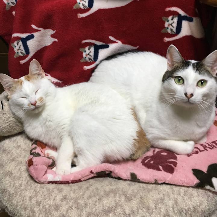 Feb01bff 15e3 40dd a467 817d18bd0c91