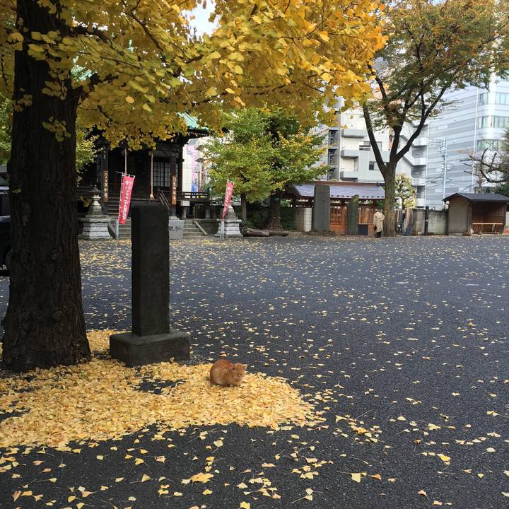 Fecdf111 cdab 4dd0 a8be 9a8a228eeaf5