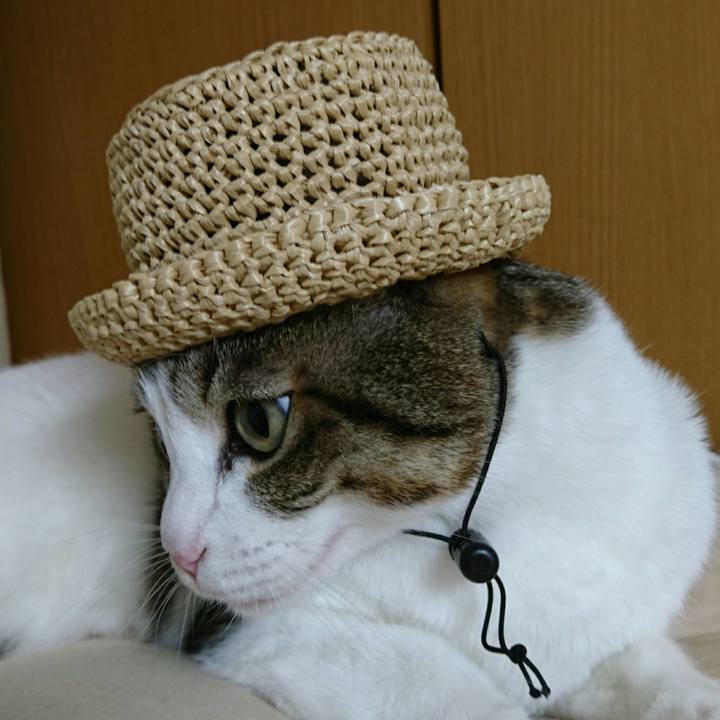 Fee6438e 9c51 4402 9268 e4e871178e51