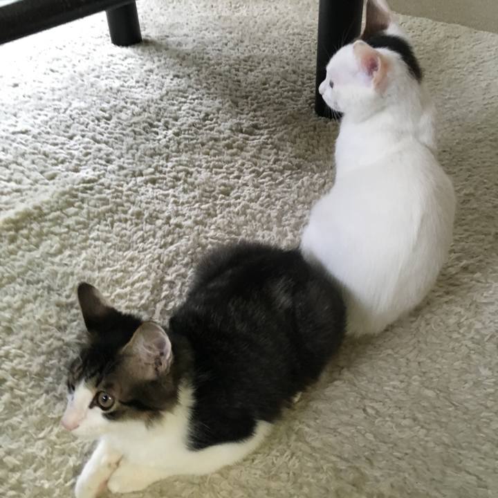 Fefef733 5daa 4d1c 9aae d729413c3589