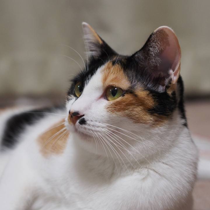 Ff0b2595 2361 4c01 a830 f0bba9bf5181