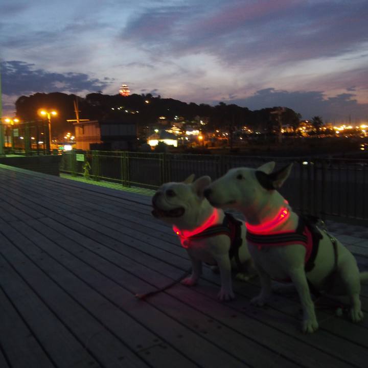 Ff1b516c fc6b 4910 819f 868fdc20cb9d