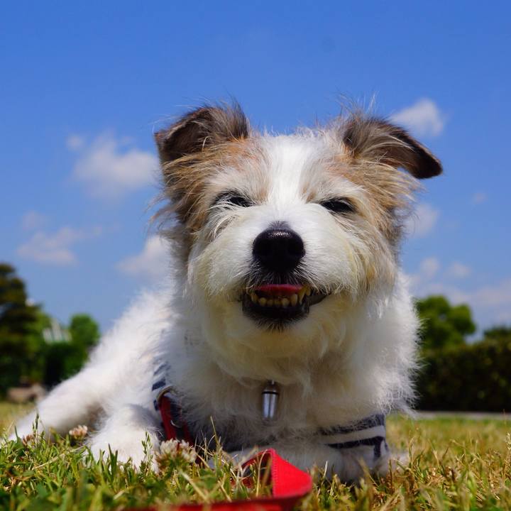 Ff4feaf5 7977 4df3 b1ea ff0a90505f8b