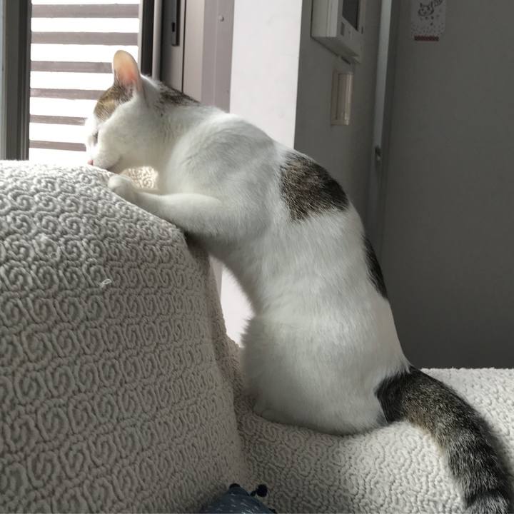 Ff4ffbc6 5bc2 4053 9380 bb77f73b08c0