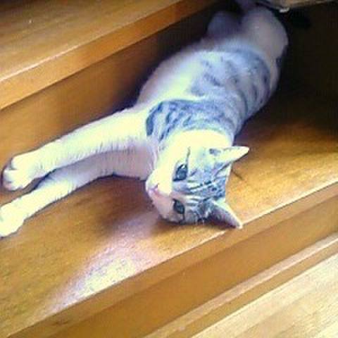 Ff5e0643 4ecc 4e4b a4ef 839036af3ac0