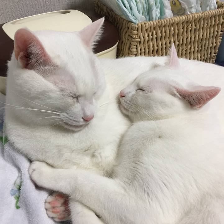 Ff661d45 0540 4214 94fc 0491caa48052