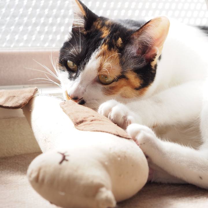 Ff693a0b 630a 4022 aa6f e084f78ce1ad