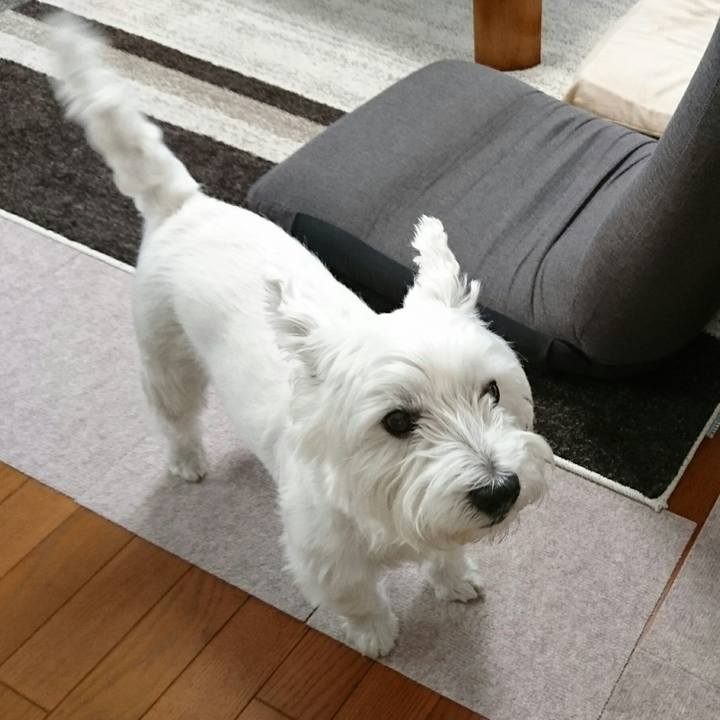 Ff6d6588 e607 48aa bbd0 feeef222439d