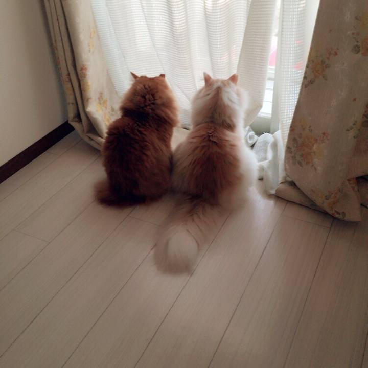 Ff80c0d9 de2c 410c a552 36817aad6ed1