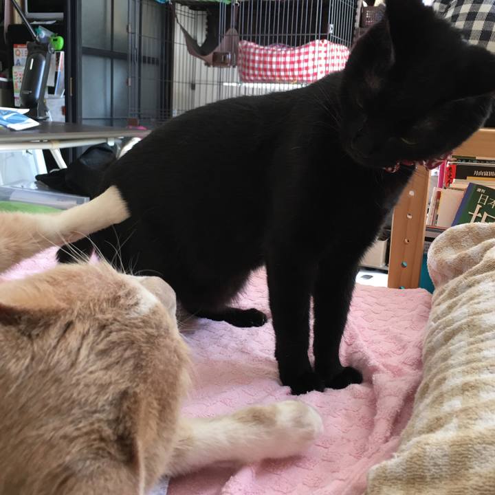 Ff966c3a 8f5f 4de6 b679 9daf6009f830