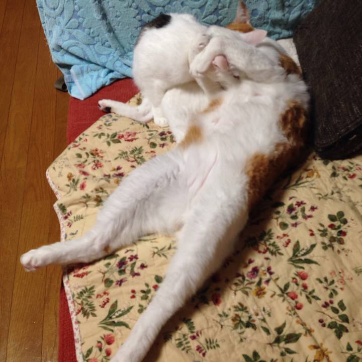 Ffb36eac 0352 4cb1 b83d 02138c94b146