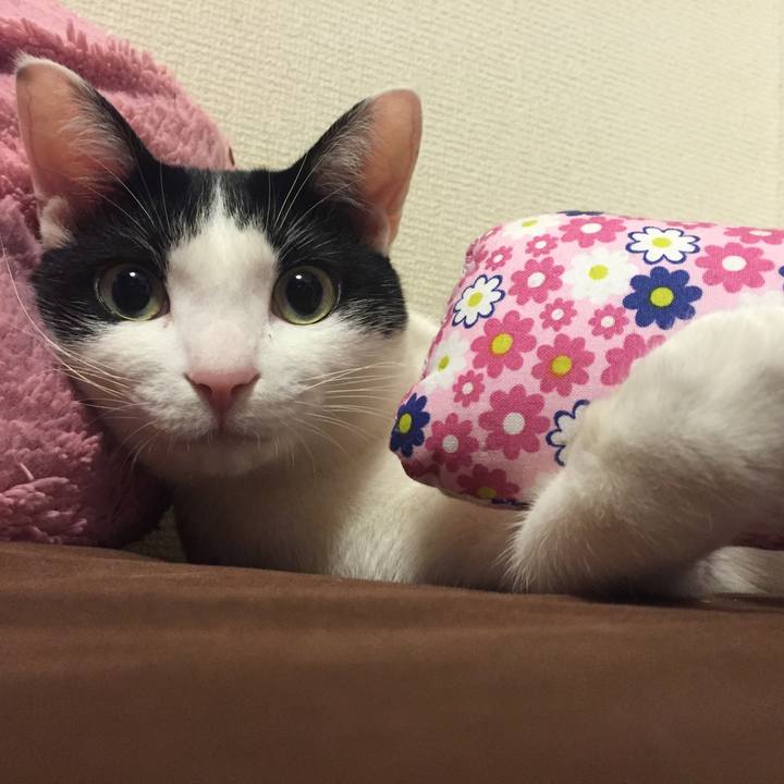 Ffb6e7a6 6634 4cdd 9aaf b2c1275175ef