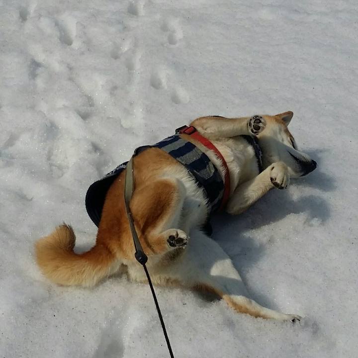 Ffc44300 6063 4fde acbe bf849e1c601a