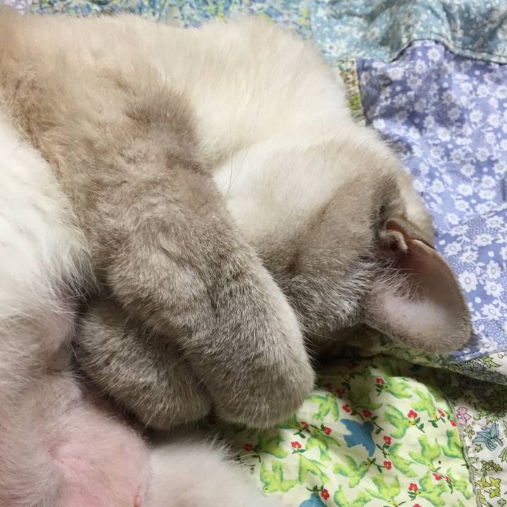 Ffcf7489 3367 4ad6 9d05 db9e89343603