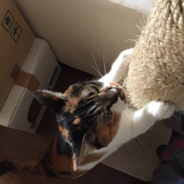 Ffd6c2e5 cf66 4e8a a9d0 e37861d481d8