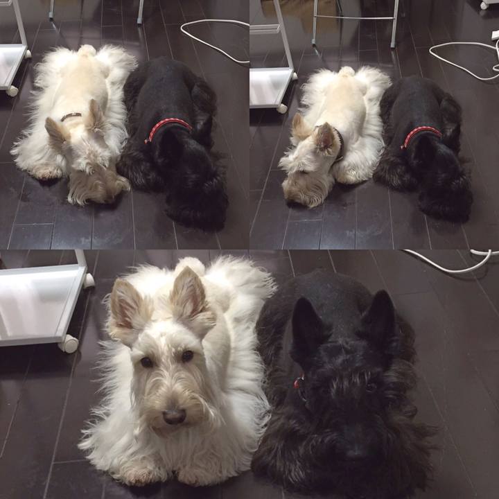 Fffd5232 f68f 4034 a8ee 2490ad4ef70e