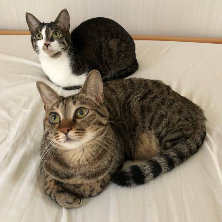 001566a8 acef 43bb b66a e73cc5c3bac5 1530806093478