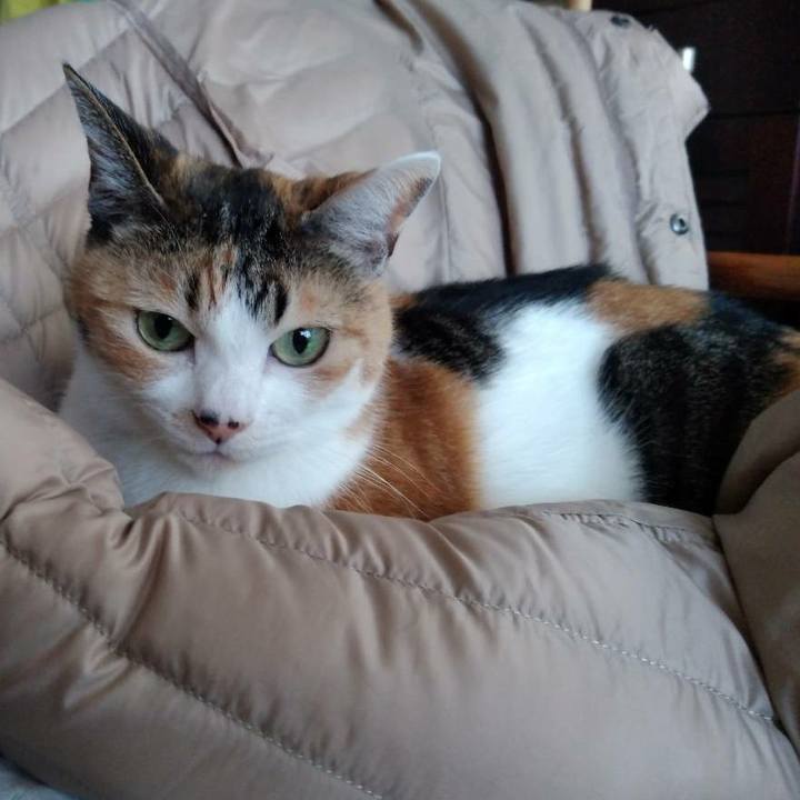 0016cf85 3861 4986 b733 7daa91812b97 1610150336965