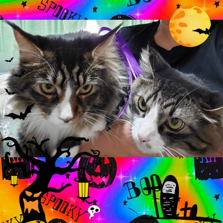 00182fb9 c04b 4797 b1c9 ca59c4361ee8 1698484107908