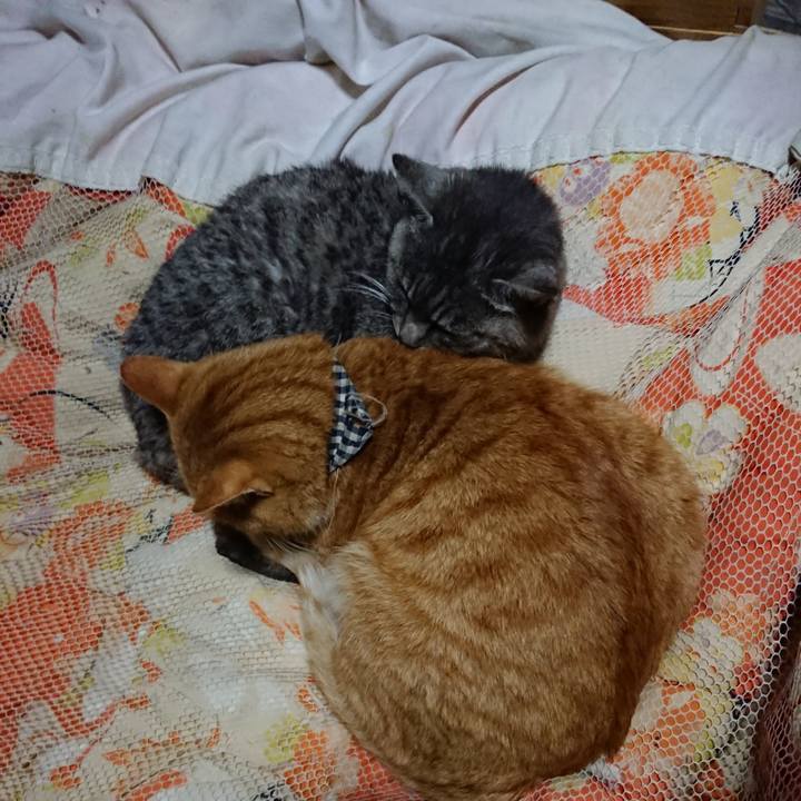 001a366e 259c 475a a975 59c7b3894b04 1573994668998