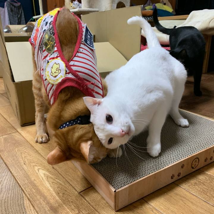 002064a1 1427 4ad2 a8f4 3f68f0ca390e 1589885536349