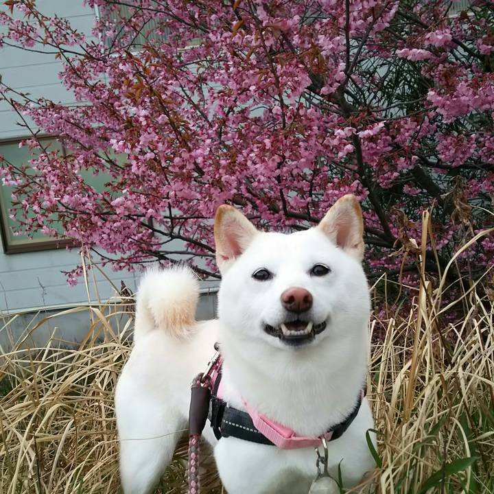 002401f0 7793 456f 899a 78b7915f11bd 1523526268494