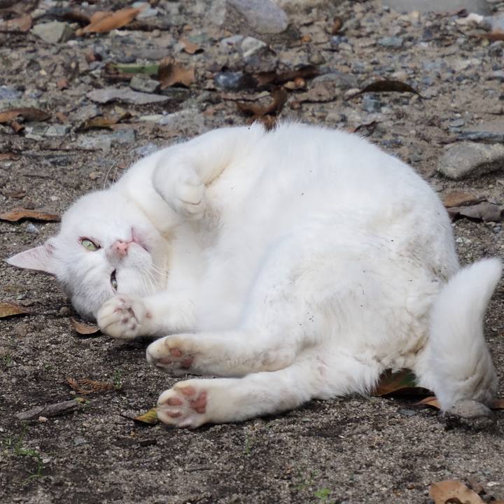 0026b05b 3e3e 4b70 9b88 55fe7b91f002 1603684913648