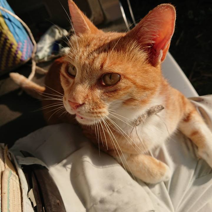 002e5472 421c 4f45 982e 9c96e5b9d299 1595539629762