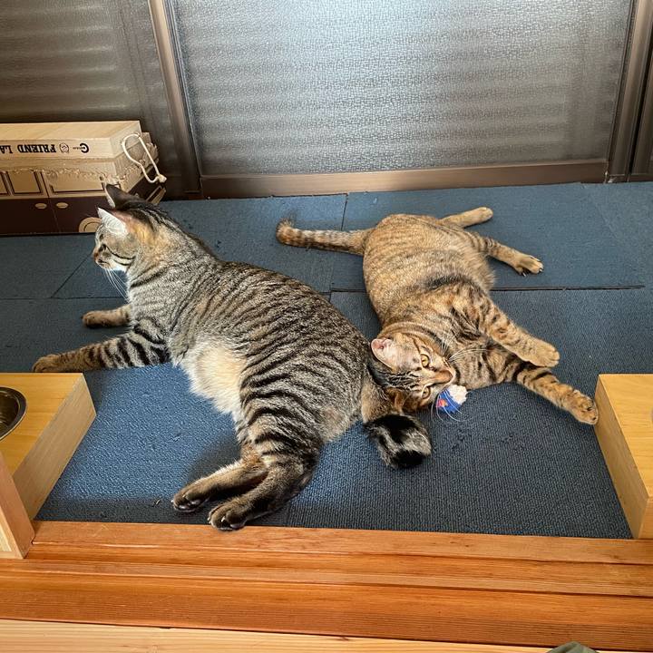 0030256a 42a4 4236 97c7 afd24eca05ff 1756552321990