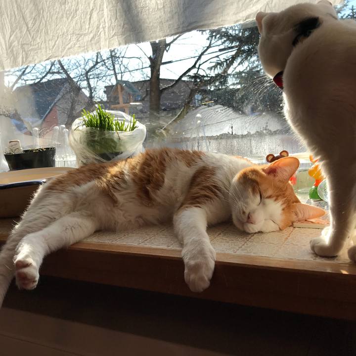 003058a6 7db3 4a06 96ec 20d5bc5f74ff 1521585491690