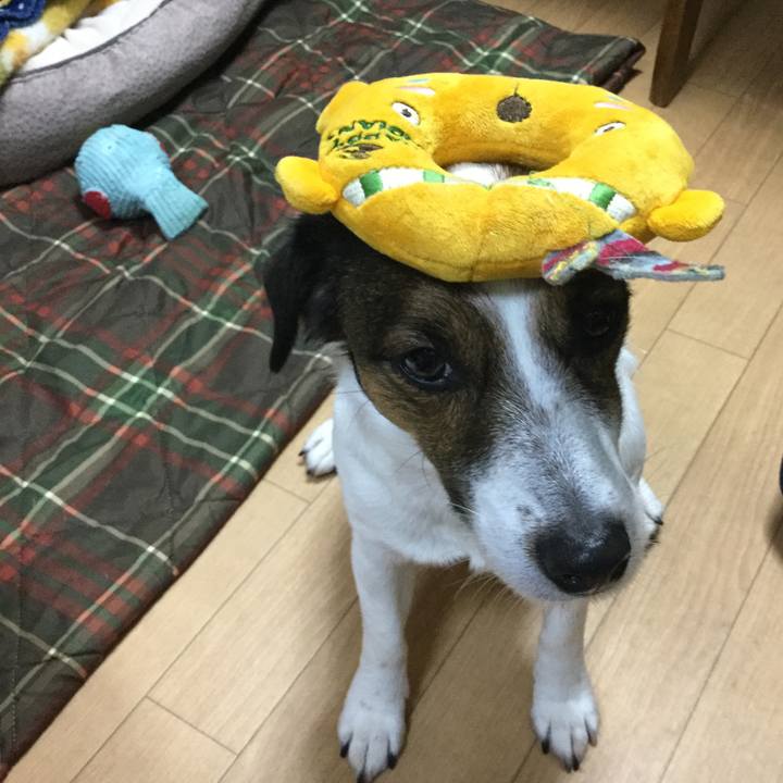 00318c4b 7371 4ce1 af41 fc2f391d428c 1549964808078