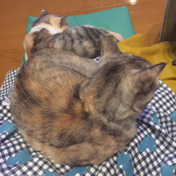 0037c766 5914 4535 897d a9d7645b247a 1573904558308