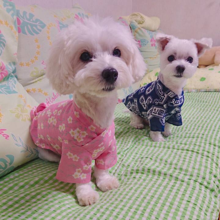 003c0b09 5953 47af a98e fbadc6c39db5 1532411546583