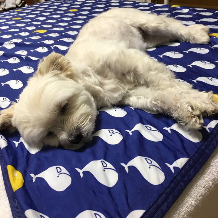 00410060 d848 4301 9e85 9ee047843e67 1561725395640